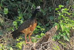 Bare-faced Curassow